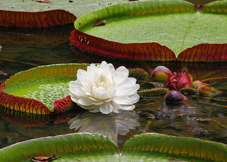 Виктория-регия или амазонская водянистая лилия. 