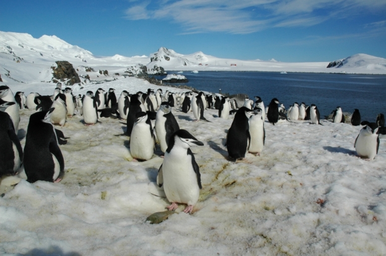 Животный мир в Антарктиде