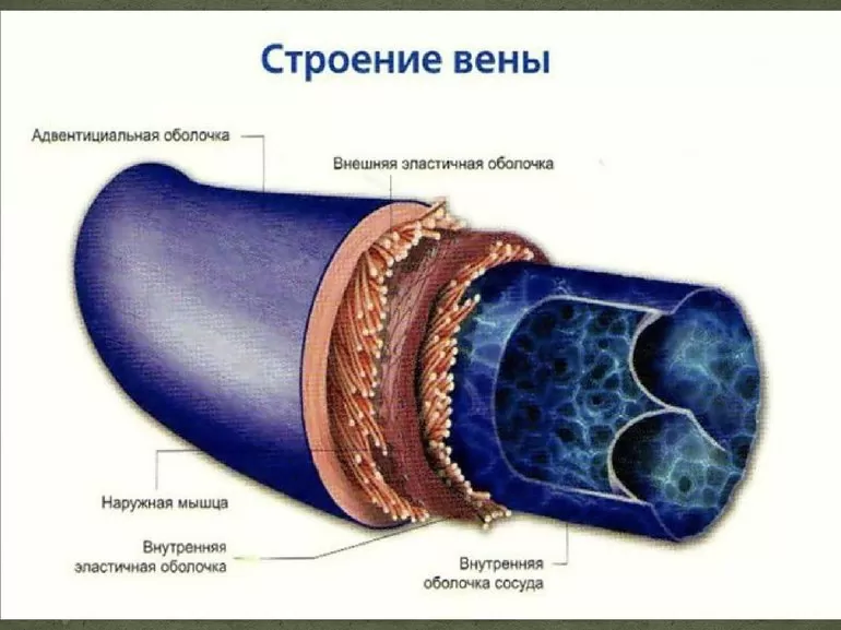 Строение вены