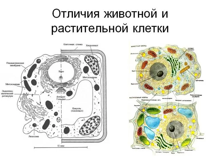 Отличие растительной клетки от животной