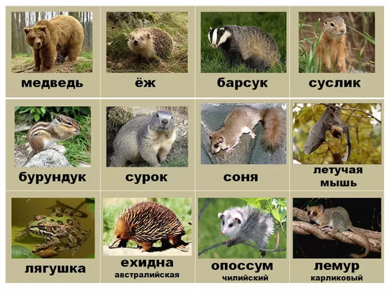 Звери зимой
