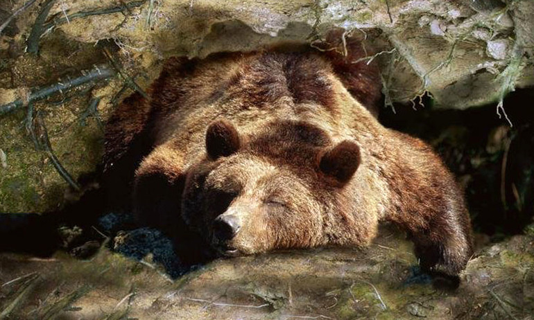 Сон бурых медведей 