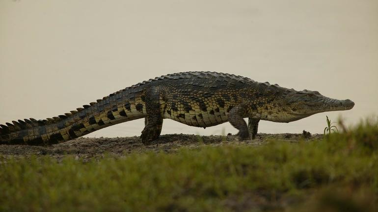 Нильский крокодил 