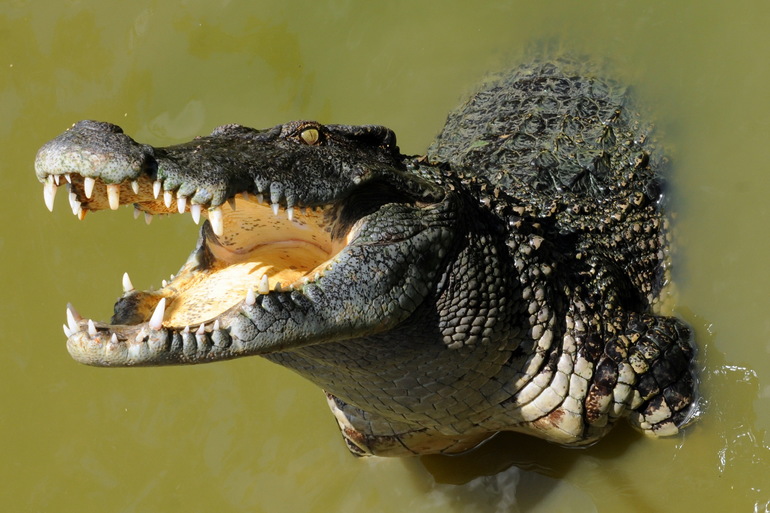Крокодил это земноводное или пресмыкающееся