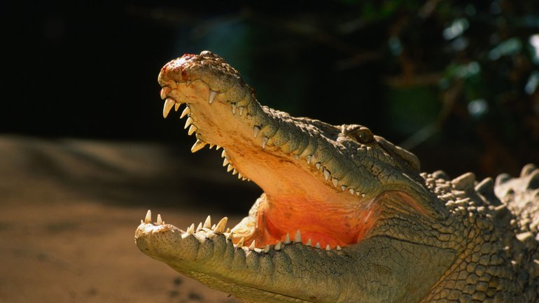 Интересные факты о крокодиле