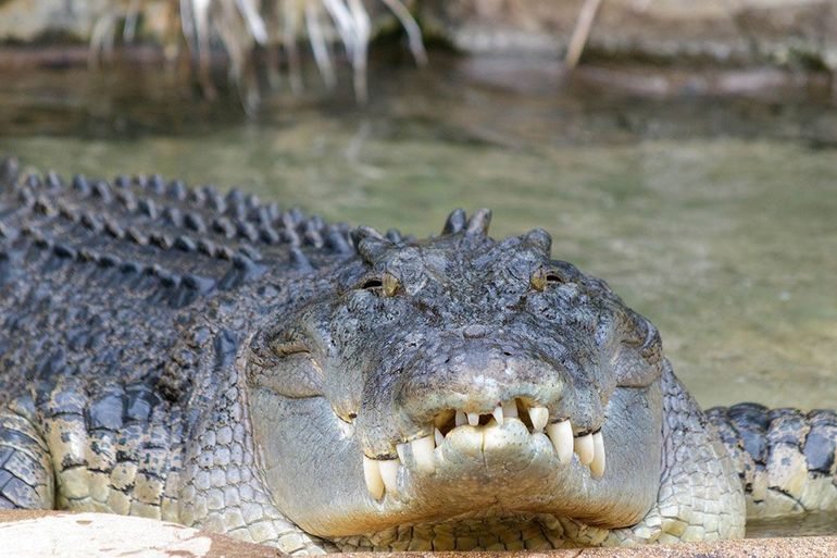 Описание самого большого крокодила