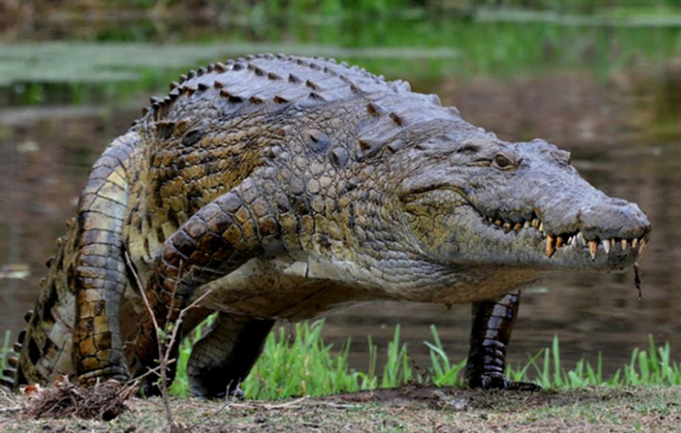 Особенности поведения крокодилов
