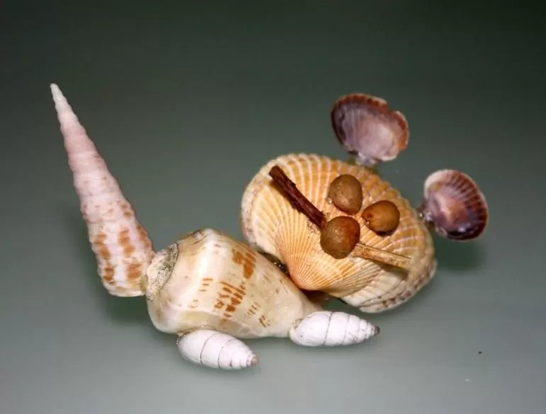Кот из ракушек