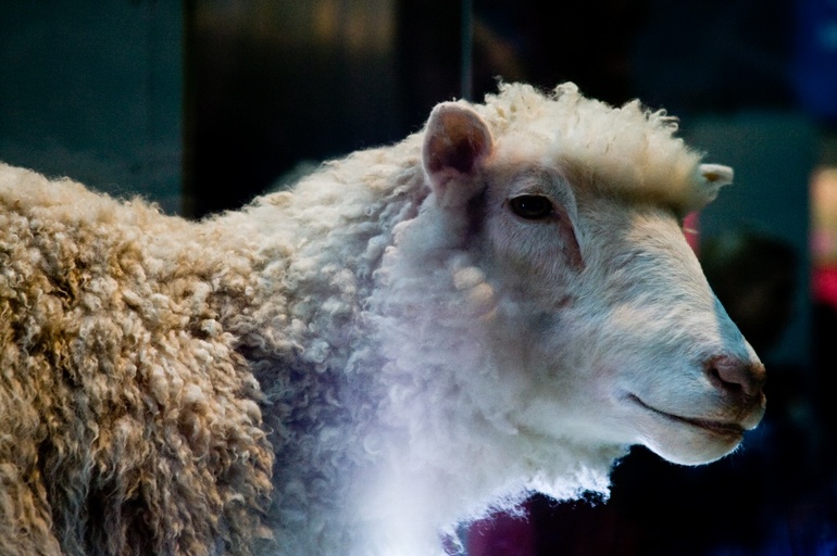 Известная овечка Долли