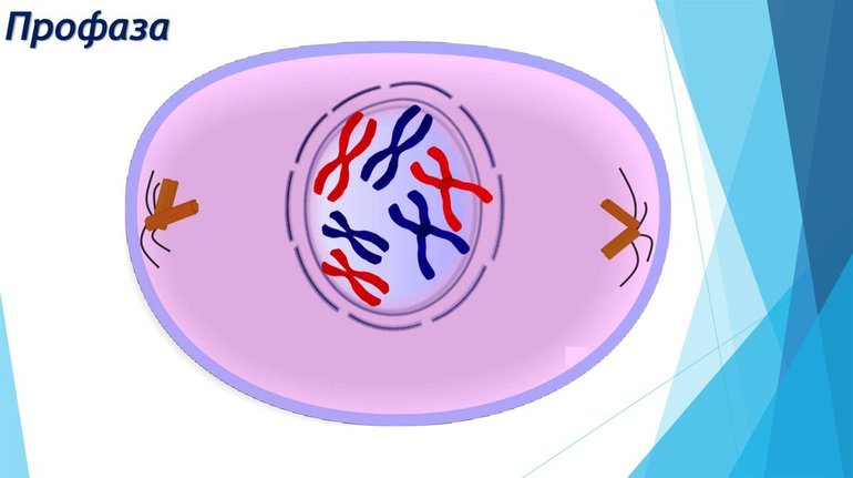 Профаза клетки