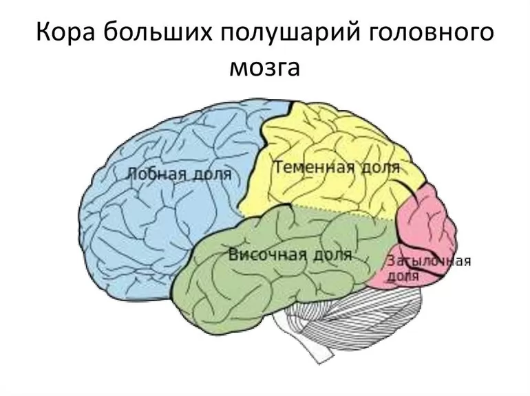 Поверхность полушарий головного мозга