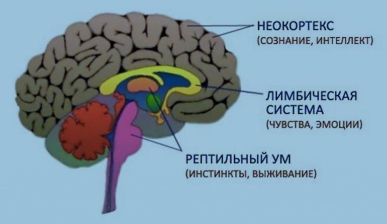 Строение неокортекса