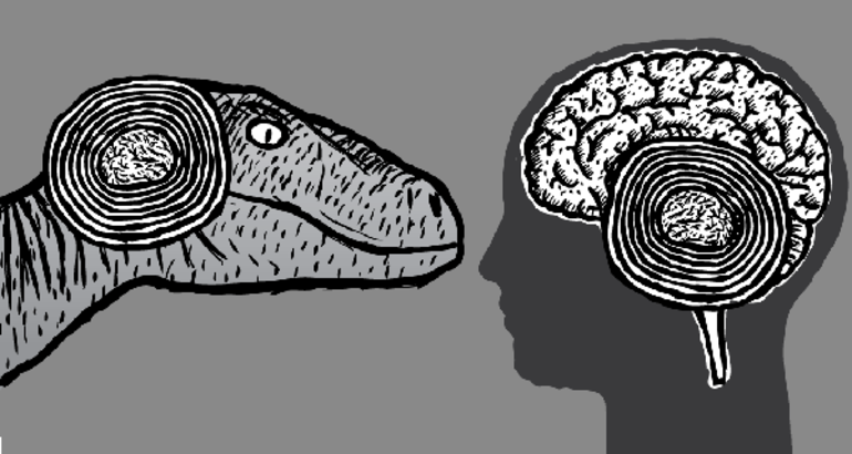 Неокортекс, зачатки впервые появились ещё у рептилий