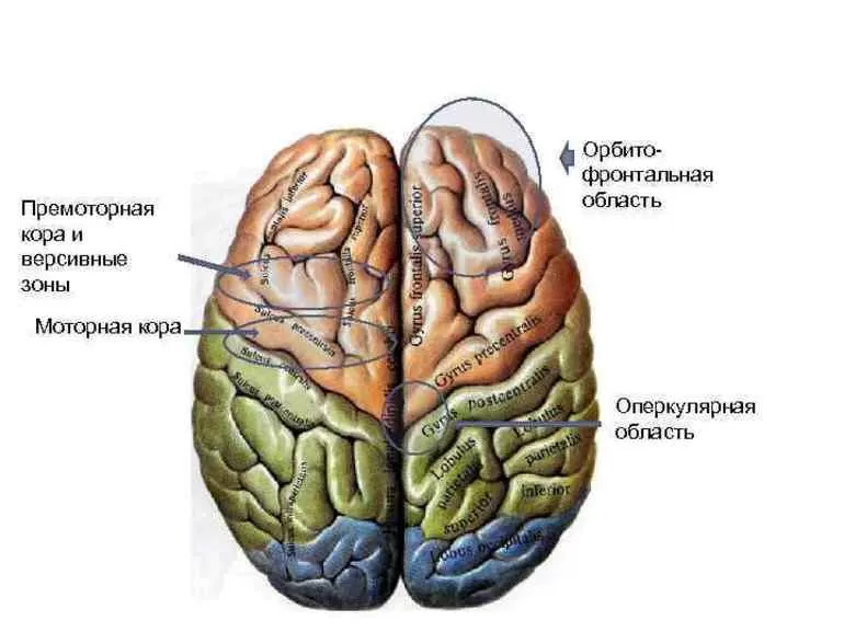Моторные зоны
