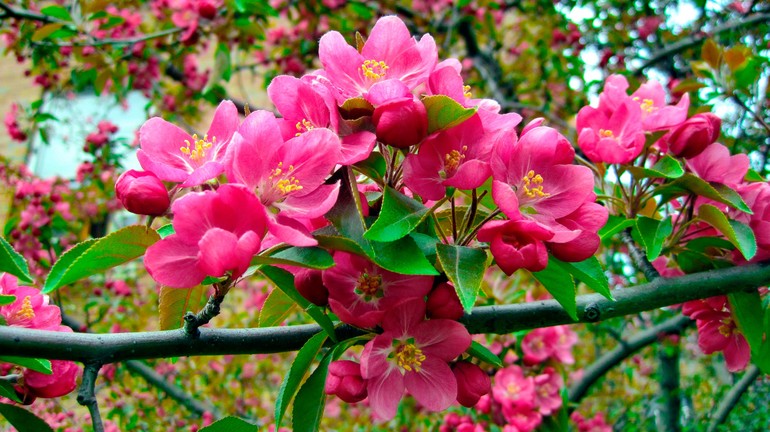 Цветущее плодовое дерево