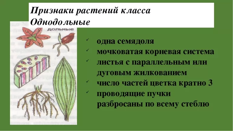 Признаки однодольных растений