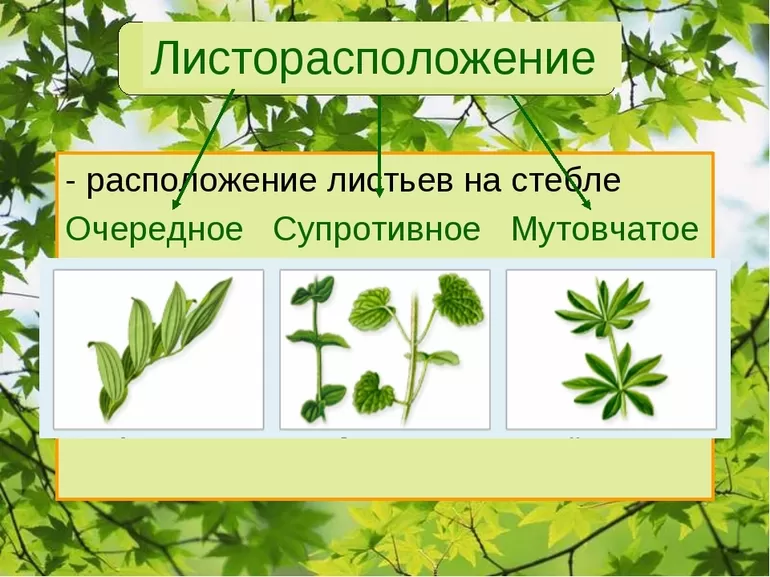 Основные формы листьев