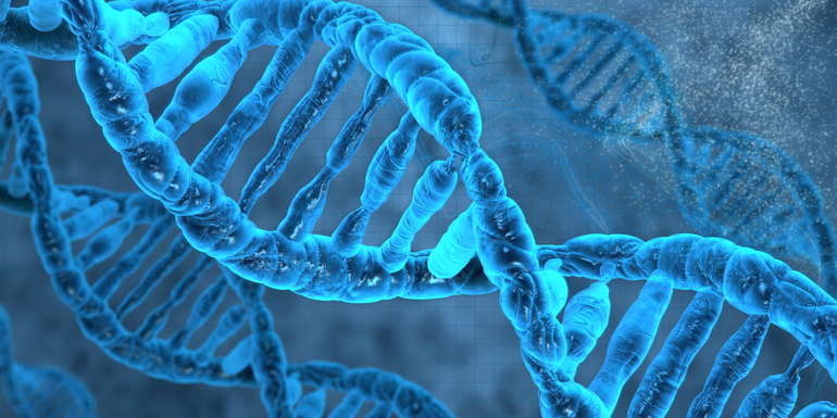Строение человеческой ДНК, понятие и состав