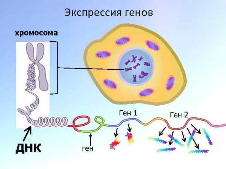 В хромосомах клеток организма. Строение клетки ДНК. Гены в клетке. Искусственная Экспрессия генов. Структура клетки ДНК.