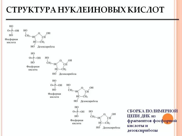 Структурная нуклеиновых кислот. Первичная структура нуклеиновых кислот формула. Структура нуклеиновых кислот формула. Строение нуклеиновых кислот формула. Нуклеиновые кислоты биохимия формулы.