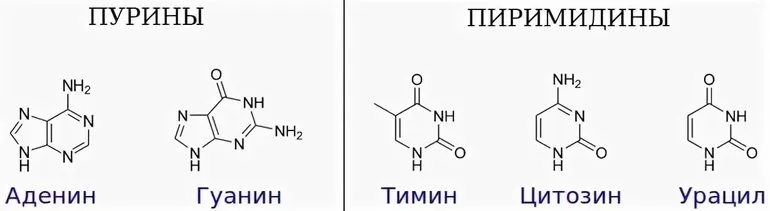 Генетика человека