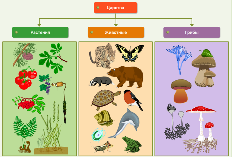  Разделение на животных и растения
