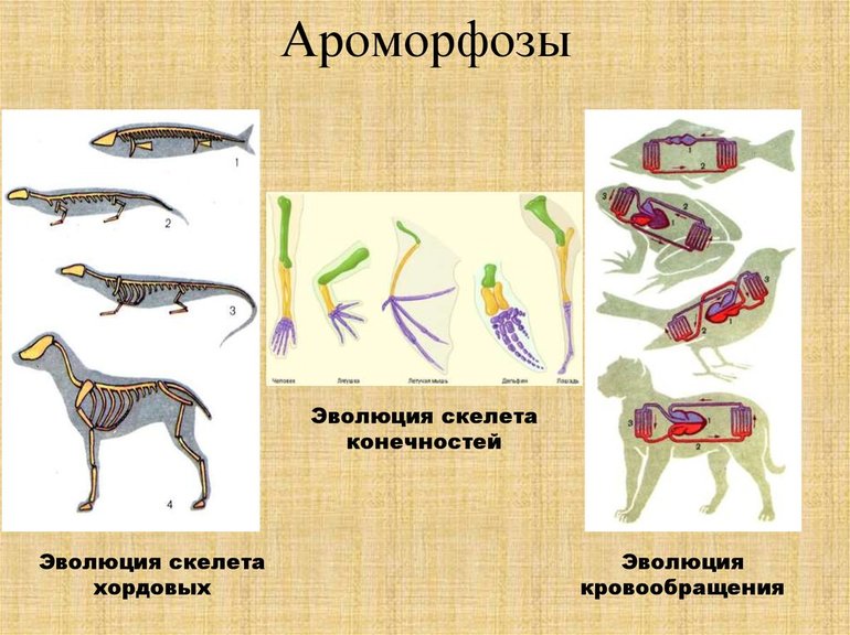 Важную роль в эволюции животных имеет ароморфоз