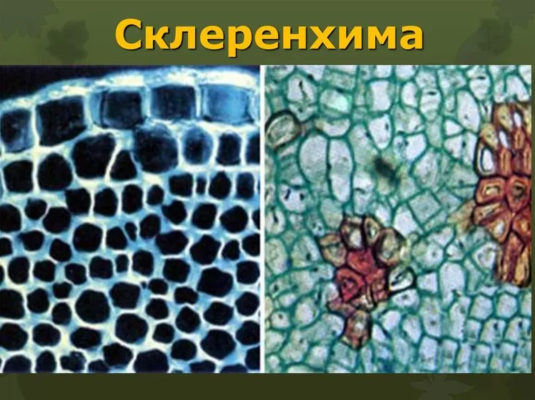 Склеренхима — это механическая ткань,