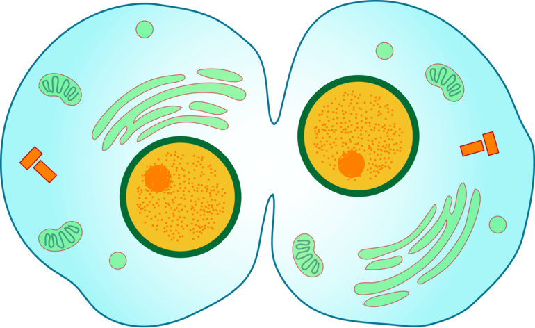 Цитокинез — это деление цитоплазмы,