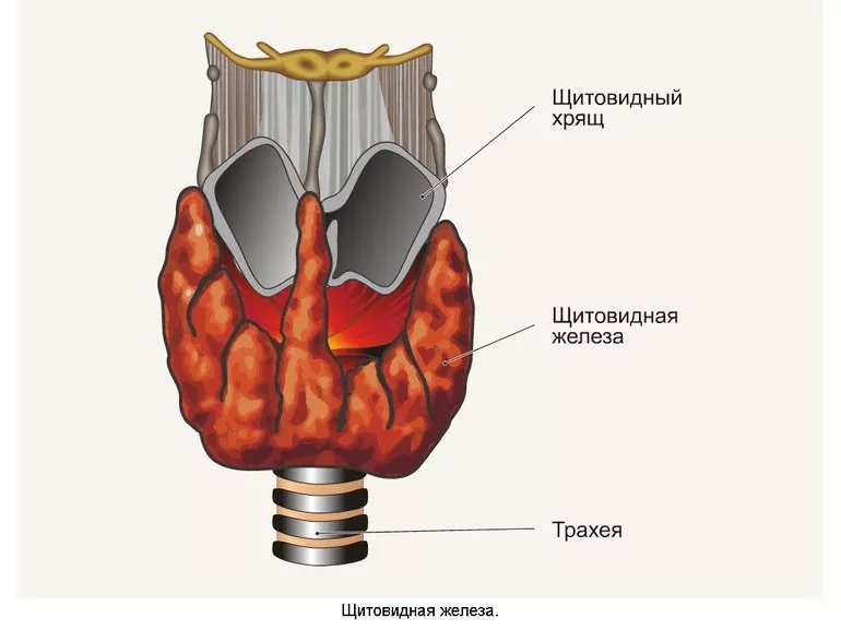 Строение железы
