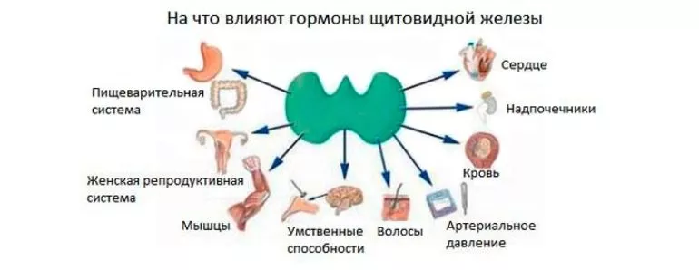 Щитовидные гормоны