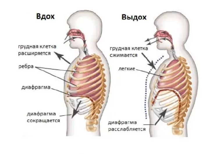 Физиология дыхания человека