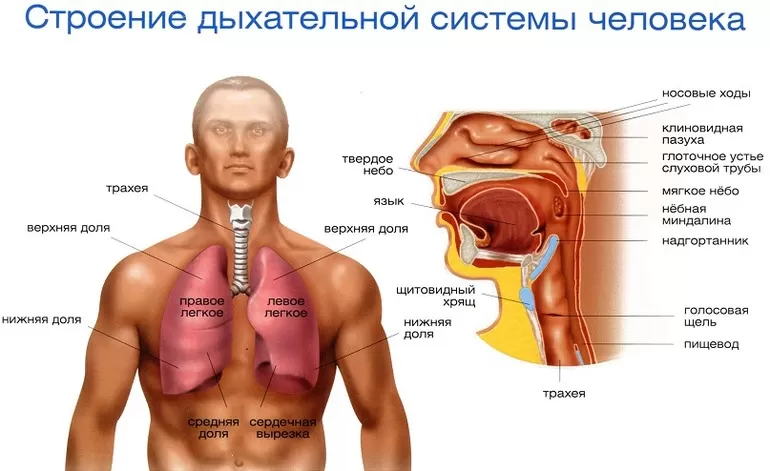 Строение дыхательной системы человека
