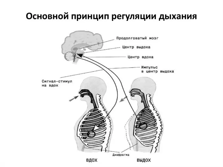 Основной принцип регуляции дыхания