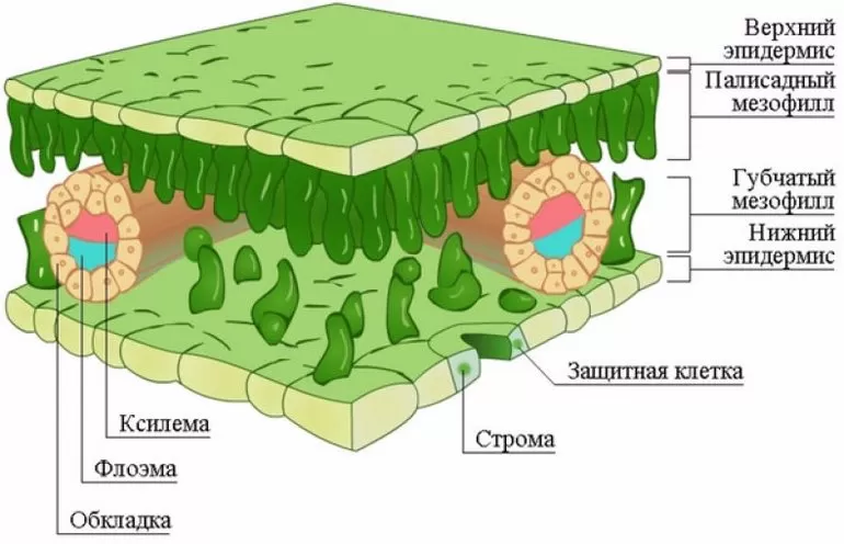 Основные термины и понятия