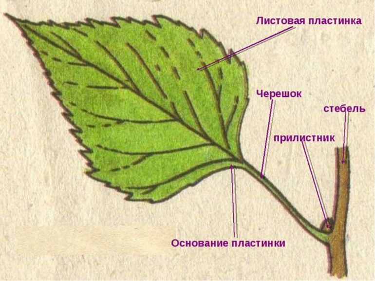 Морфология листьев