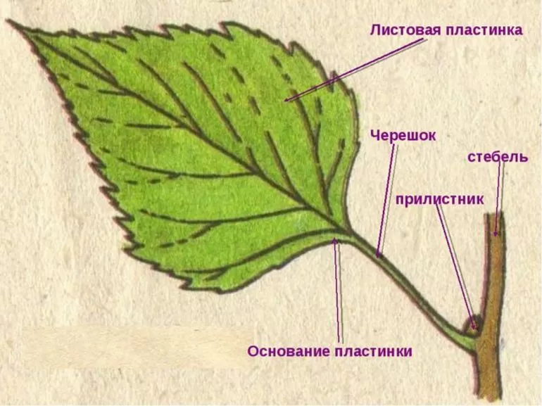 Морфология листьев