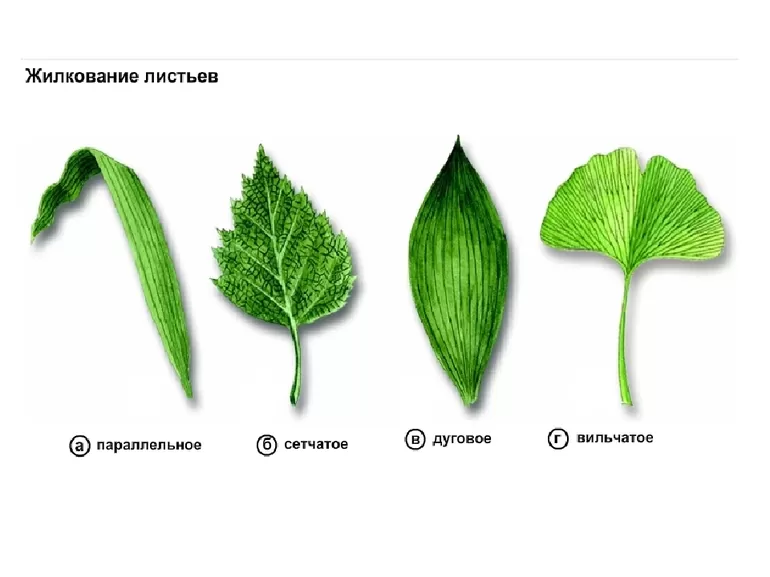 Принципы листорасположения