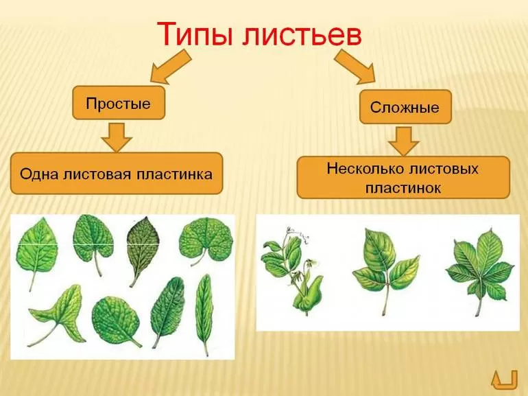 Адаптация к внешней среде