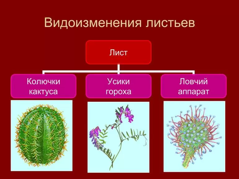 Видоизменение строения листьев