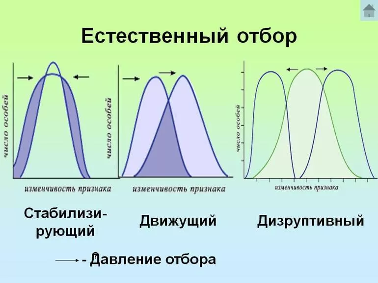 Теория Дарвина