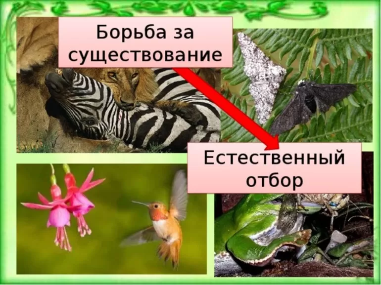 Теория Чарльза Дарвина о естественном отборе