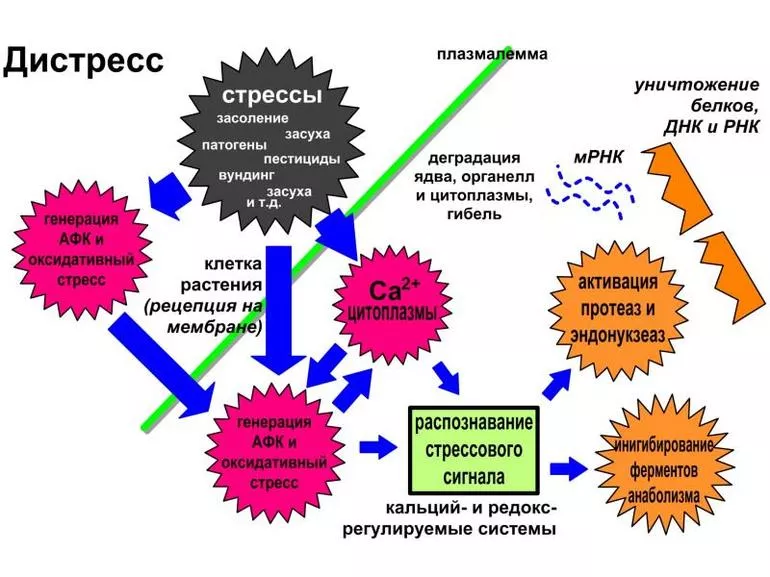 Как научится бороться со стрессом
