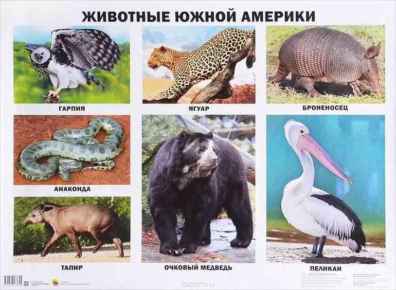 Животные в Южной Америке
