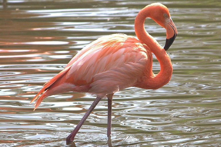Птица Фламинго.