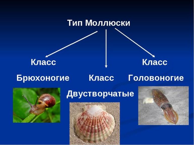 Основные характеристики представителей типа моллюски