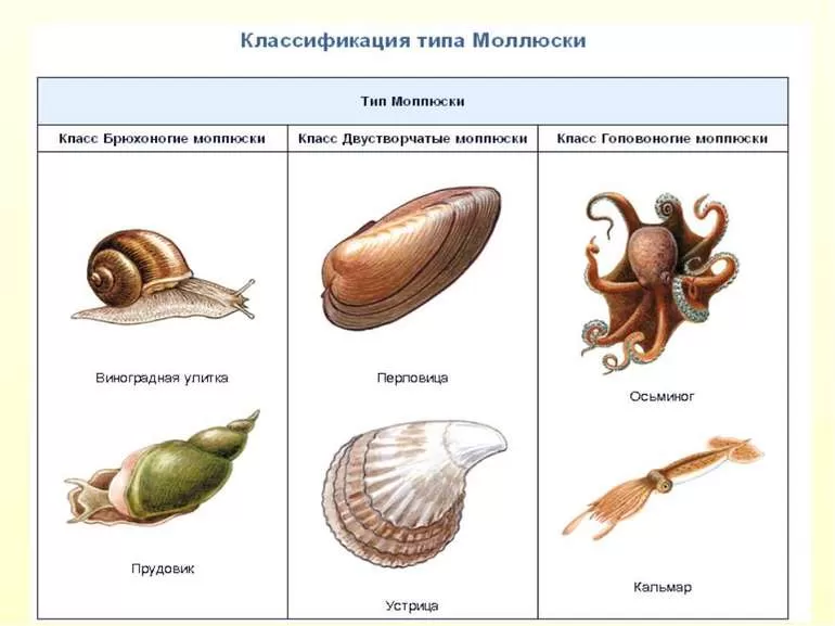 Двустворчатые моллюски