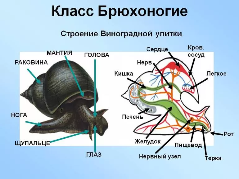 Брюхоногие и их особенности