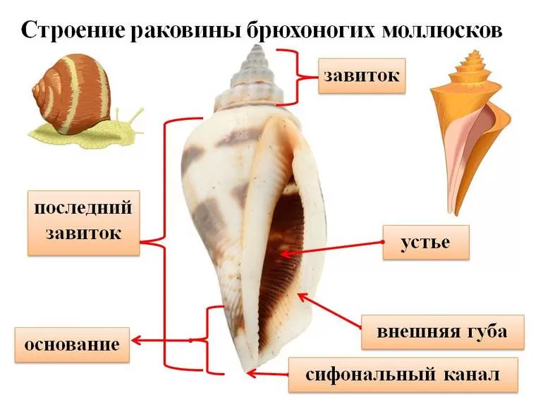 Конусы и другие брюхоногие