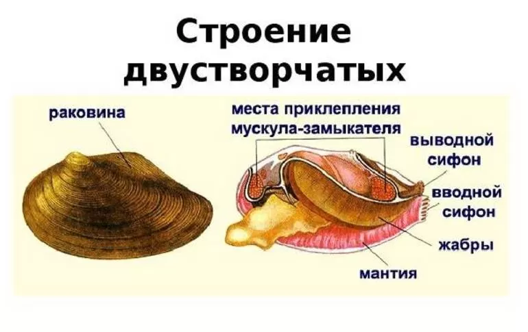 Особенности двустворчатых